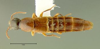 Media type: image;   Entomology 31927 Aspect: habitus dorsal view
